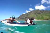 Chú mèo ở Hawaii nổi tiếng với tài lướt sóng trên biển