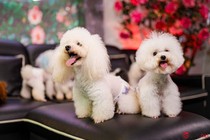 Chàng trai nuôi chó Poodle nổi tiếng Hà thành thu nhập trăm triệu