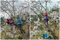 “Spider Man” và “Avatar” bất ngờ check-in với hoa ban Điện Biên