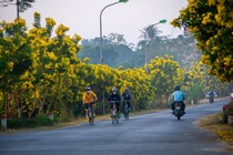 Con đường nở hoa chuông vàng Hà Nội gây 'bão mạng'