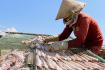 Loại cá “nhà nghèo” từng bị chê lên chê xuống, nay nhà giàu săn ráo riết 