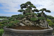 Cận cảnh cụ duối trăm tuổi khiến đại gia mê mẩn ở Bình Định
