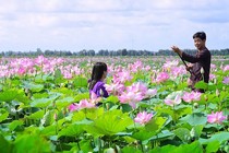 Check-in những đồng sen tuyệt đẹp ở "Đất sen hồng"