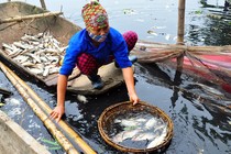 Cá chết trắng sông Châu Giang, người dân điêu đứng