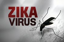 Những điều cần biết về loài muỗi truyền virus Zika 