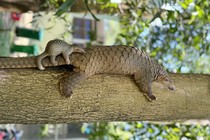 Động vật quý hiếm liên tục được cứu hộ, sinh sản tại hệ thống Vinpearl Safari