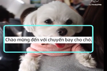 Video: Ngộ nghĩnh chuyến bay dành cho cún cưng ở Nhật Bản