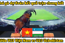 Video: “Gà tiên tri” dự đoán chung kết U23 Việt Nam vs U23 Uzbekistan