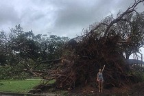 Video: Siêu bão nhổ, cuốn bay cây cổ thụ ở Australia