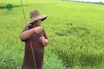 Video: Giật liên tục hàng chục con ếch ở ruộng lúa nhờ tuyệt chiêu này