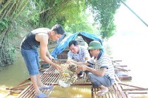 Nuôi cá chiên, bán giá 600.000 đồng/kg, cả làng sung túc