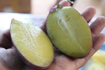 "Cơn sốt" của lạ ở Đà Lạt: Dưa pepino tím độc nhất Việt Nam