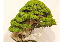 Trộm lẻn vào vườn bonsai 5.000 ha, trộm 7 cây quý gần 3 tỷ đồng