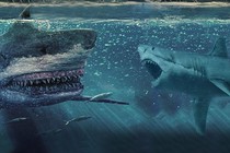 Video: Loài cá mập còn đáng sợ hơn cả Megalodon