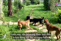 Video: Bị 'tứ cẩu phanh thây', rắn hổ mang nhận kết cục bi thảm