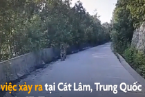 Video: Hổ nằm giữa đường khiến tài xế taxi không dám di chuyển