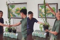 Cơn sốt lan phi điệp đột biến: 'Bong bóng đang vỡ rồi'