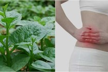 Tác hại của rau mồng tơi phải tránh xa kẻo rước bệnh 