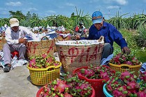 Lão nông bán chục tỷ tiền lươn, 26 tấn chôm chôm