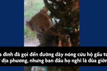 Video: Gấu túi lẻn vào núp trong cây thông Noel ở Australia