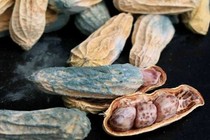 3 thứ chứa aflatoxin độc hơn asen