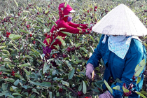 Trồng cây lạ chơi hoa, sau vài năm nhân giống người dân thu hàng trăm triệu