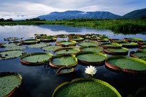 Sự thật thú vị về Pantanal, vùng nước ngập mặn lớn nhất thế giới