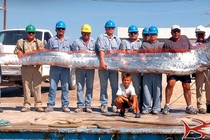 Cá Oarfish, báu vật của biển sâu