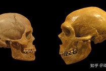 Làm thế nào mà người Homo sapiens đã đánh bại người Neanderthal?