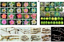 Lần đầu công bố chi tiết dữ liệu bộ gen cây hoa sen