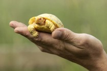 Rùa khổng lồ Galapagos bạch tạng đầu tiên trên thế giới