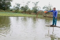 Nuôi loài cá háu ăn, anh nông dân thu lãi “khủng“