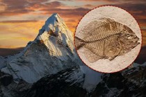 Tại sao trên dãy Himalaya lại có hóa thạch của loài cá?