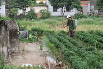 Ăn rau củ hay rau lá ít ô nhiễm thuốc trừ sâu hơn?