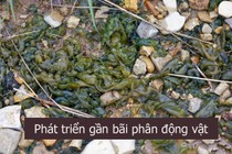 Kinh hãi món ăn nhớp nháp, nhìn lợm giọng là đặc sản gây nghiện 