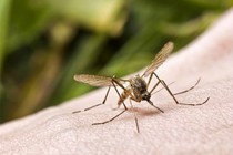 Cách phòng muỗi đốt ngừa Zika khi đi du lịch 30/4