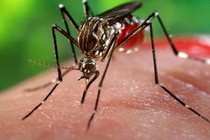 Bộ Y tế gửi công điện khẩn phòng chống virus Zika