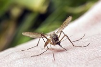 Chuyên gia bật mí cách ngăn ngừa sốt chikungunya