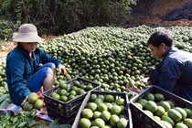 Trồng cam sành Hàm Yên, nhiều gia đình thành tỷ phú