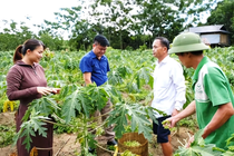 Nông dân đút túi cả triệu đồng mỗi ngày nhờ loại hoa "thần dược"