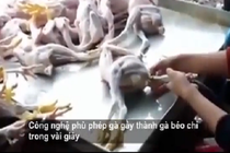 Phù phép gà còm nhom thành béo mập bằng hóa chất