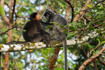 Nguyên nhân khiến loài khỉ lai bí ẩn xuất hiện ở đảo Borneo