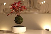 Kinh ngạc với cây bonsai lơ lửng giữa không trung