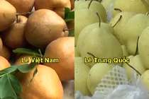 Cách đơn giản phân biệt lê Việt Nam và lê Trung Quốc