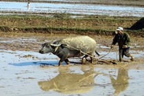 Không phải ai cũng biết: Nông dân Việt điều khiển trâu bò ra sao?