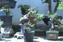 Dân tình phát “sốt” với những tạo hình của bonsai mini