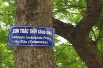 Video: Vì sao gỗ sưa “đắt tiền bạc tỷ”?