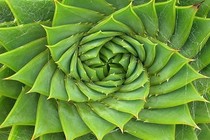 Kỳ thú dãy số Fibonacci trong thế giới tự nhiên 