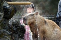 Kỳ lạ chuột lang Capybara tắm để giữ ấm