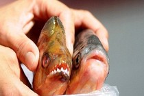 Khám phá gây bất ngờ về cá ăn thịt người Piranha